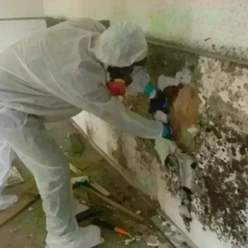 Mold Remediation and Removal in Palacios, TX